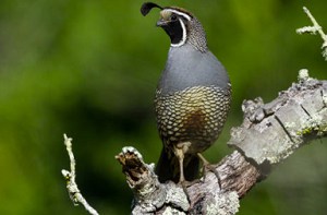 you-not-feed-a-bird