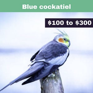 Blue-cockatiel