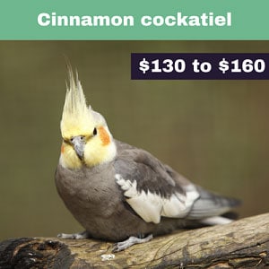 Cinnamon-cockatiel