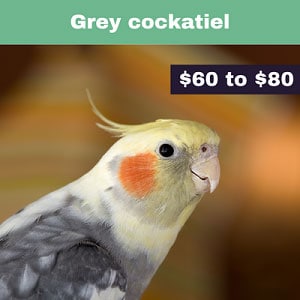 Grey-cockatiel