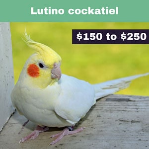 Lutino-cockatiel