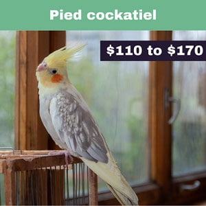 Pearl-cockatiel