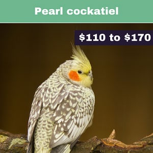 Pied-cockatiel