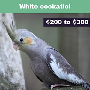 White-cockatiel