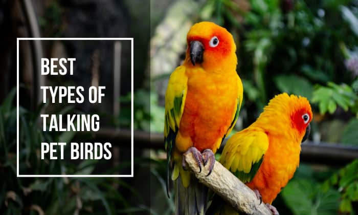 best types of talking pet birds