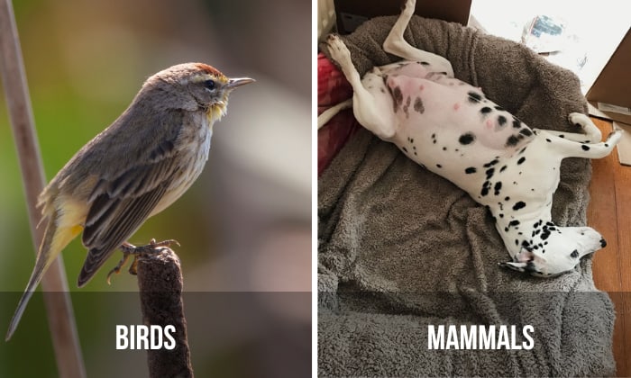birds and mammals share which characteristic
