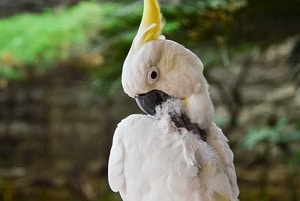 birds-pick-their-feathers