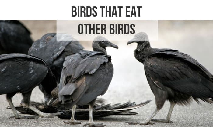 birds that eat other birds