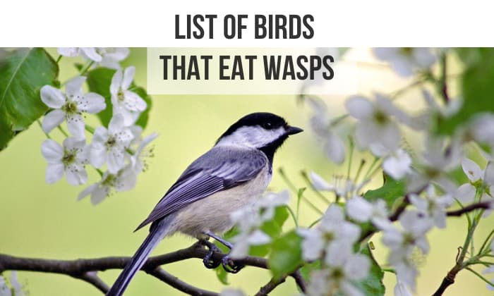 birds that eat wasps