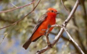 black-and-white-bird-with-red-head