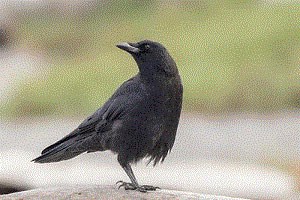 black-birds
