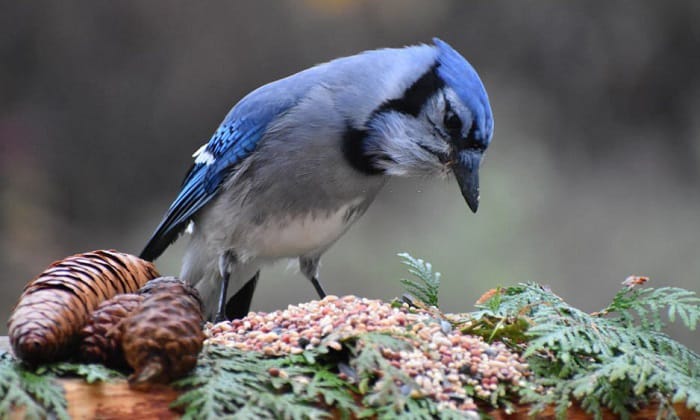 blue-jay-characteristics