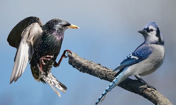 blue-jay-food