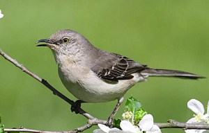 blue-jays-eat-wasps