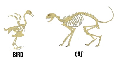 characteristics-of-mammal