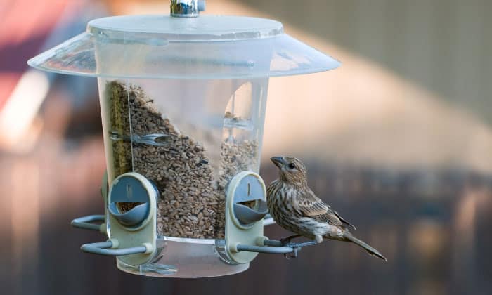 cleaning-plastic-hummingbird-feeders