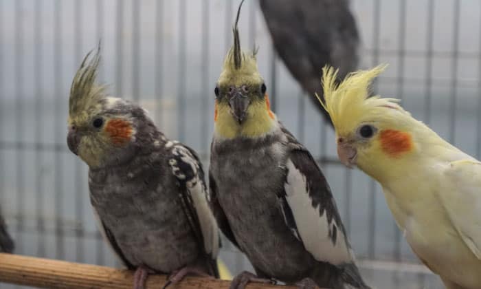 cockatiels-price