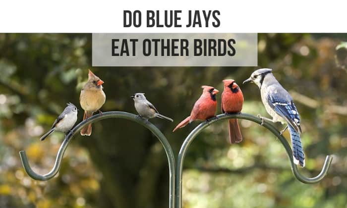 do blue jays eat other birds