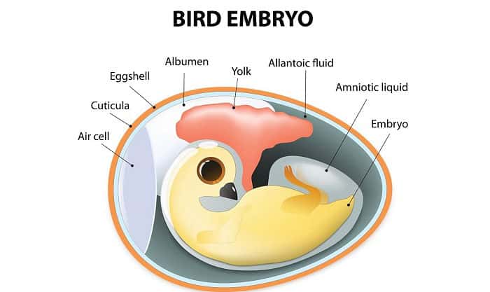 do-lungfish-have-amniotic-eggs