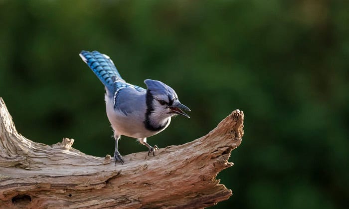 facts-about-blue-jays