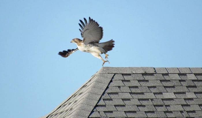 getting-rid-of-birds-on-roof