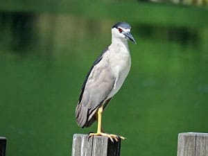 hawk-eating-pigeon