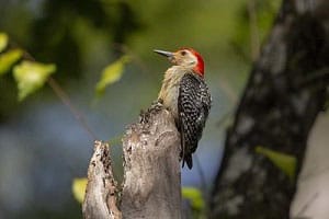 hawks-eat-smaller-birds