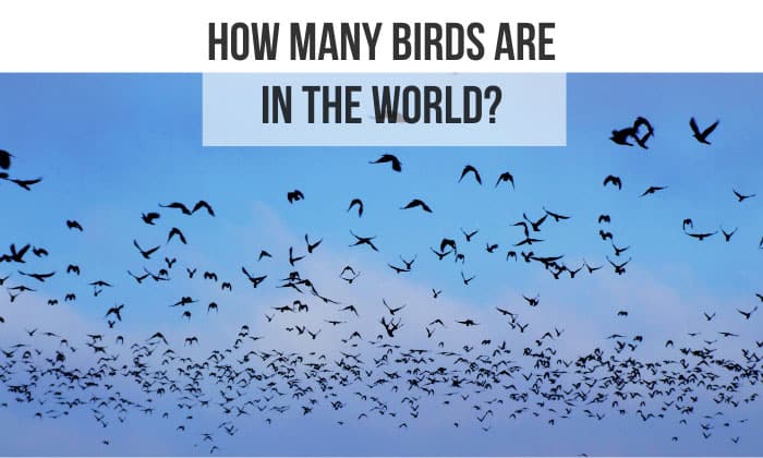 how many birds are in the world