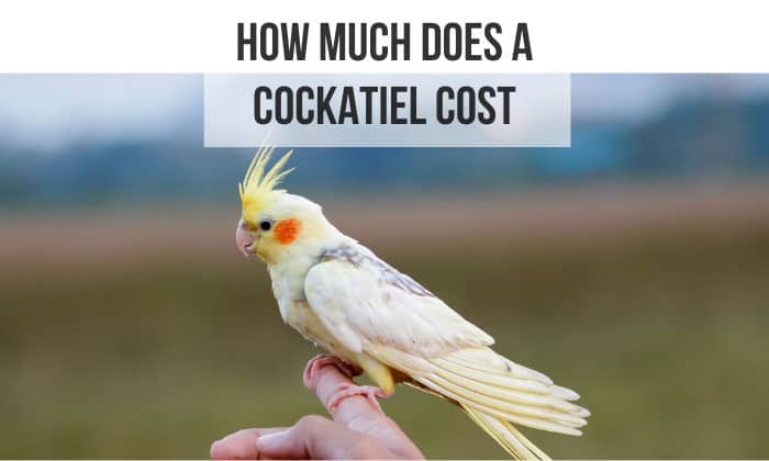 how much does a cockatiel cost