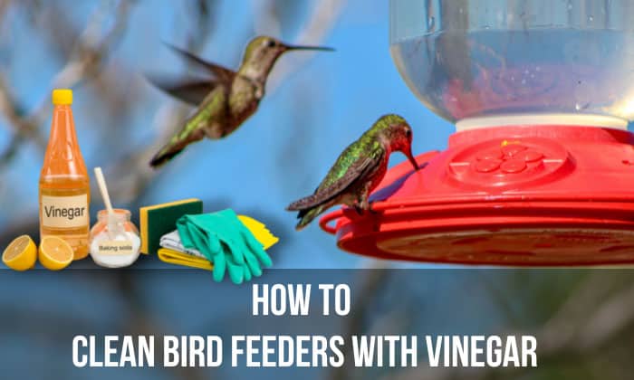 how to clean bird feeders with vinegar