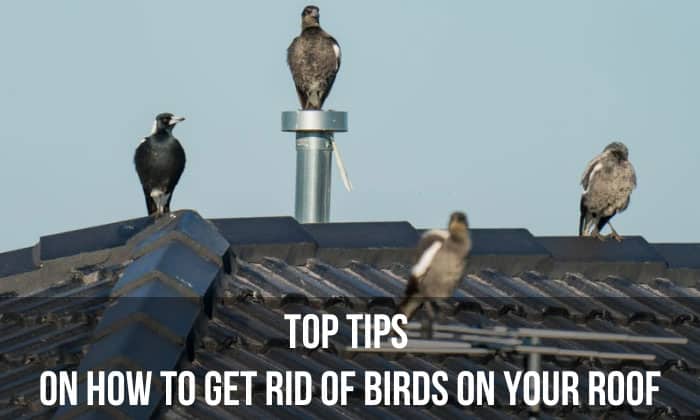 how to get rid of birds on your roof