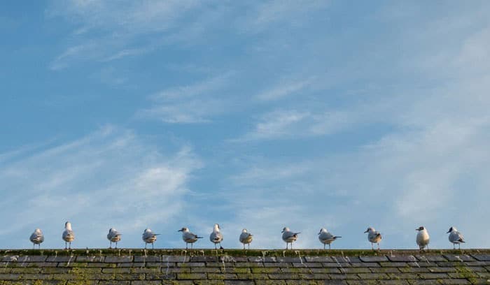 keep-birds-off-roof