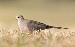 millet-good-for-birds