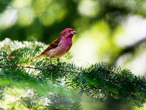 millet-in-bird-seed