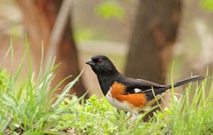 millet-seed-for-birds