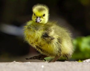 organisms-have-colorful-feathers