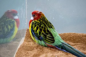 parrots-pluck-their-feathers