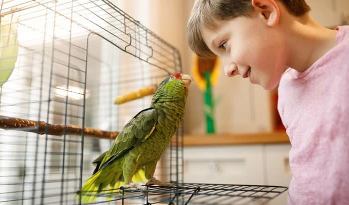 parrots-that-talk