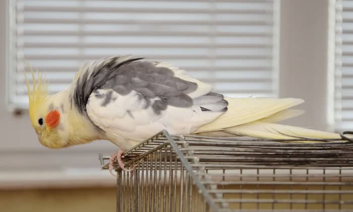 price-of-a-cockatiel