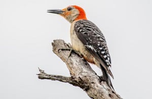 red-head-and-brown-body