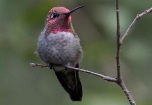 red-head-and-chest