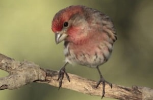 red-headed-sparrow-bird