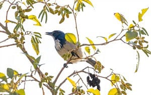 red-millet-bird-seed