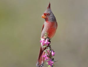 red-on-top-of-head