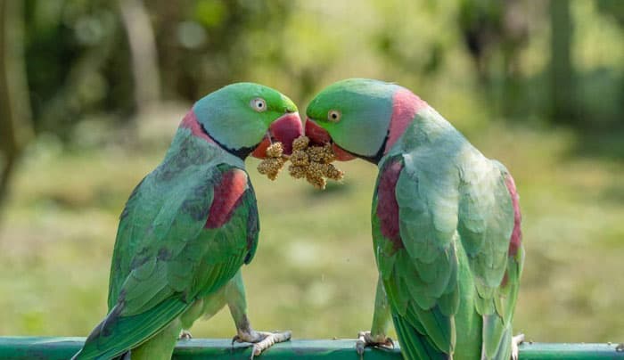 seeds-for-birds