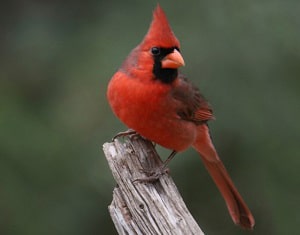 small-bird-with-red-head