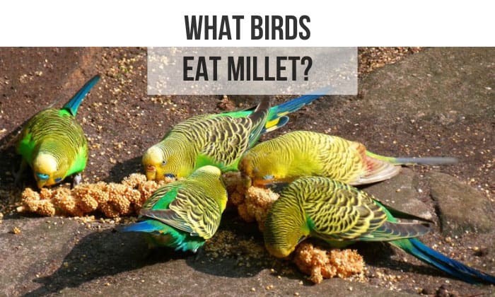 what birds eat millet