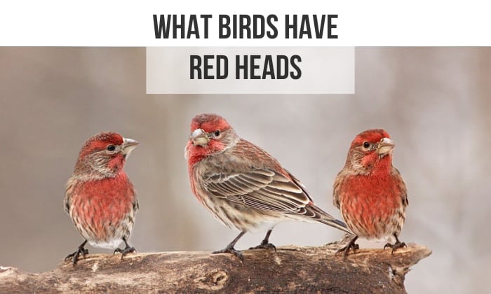 what birds have red heads