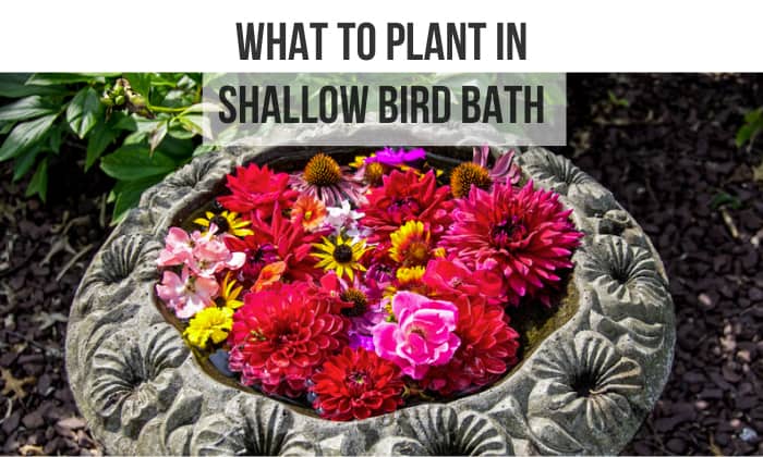 what to plant in shallow bird bath