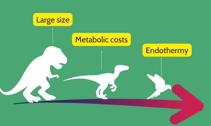 which of the following characteristics evolved independently in mammals and birds